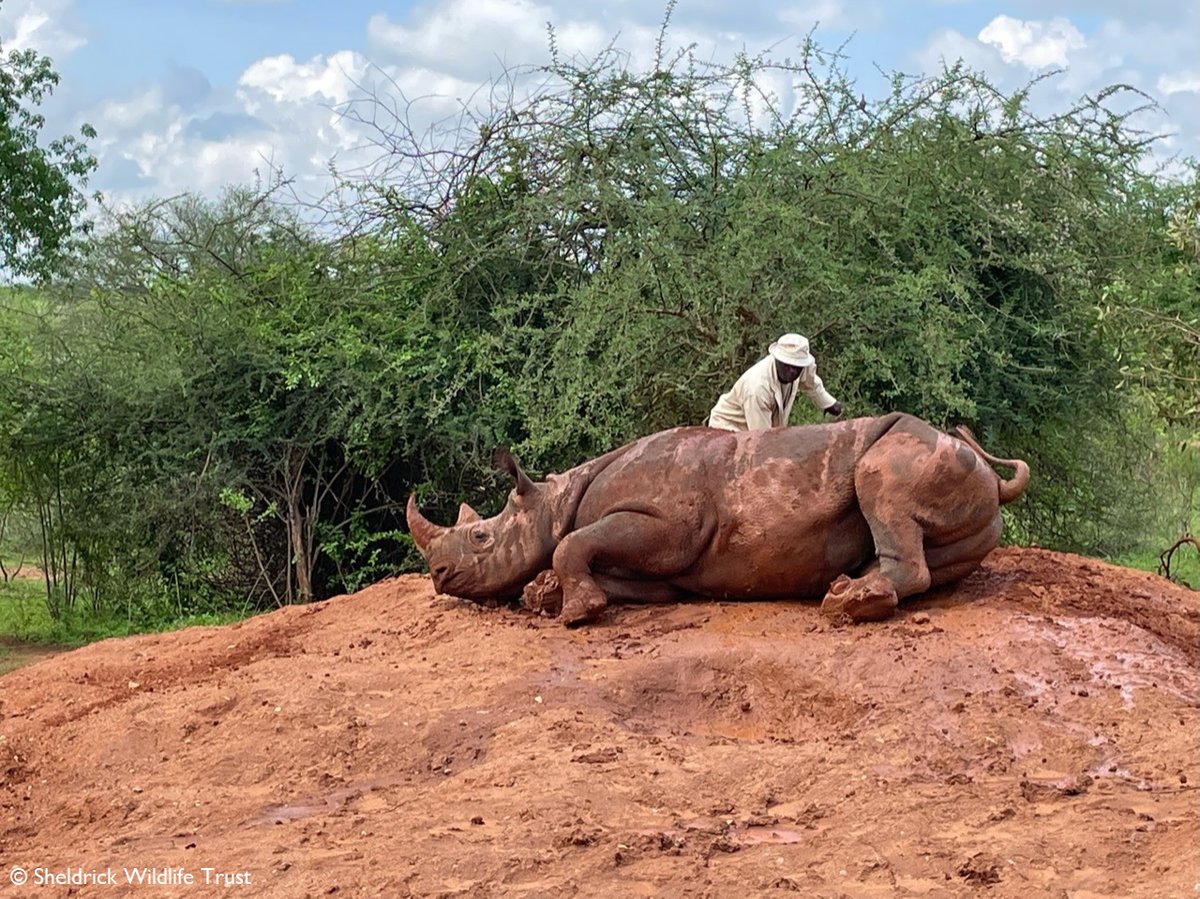 SheldrickTrust's tweet photo. Indulging in a mud bath in 4 easy stages, according to Apollo. https://t.co/SzesIEzXQx https://t.co/lrh6lKfONf