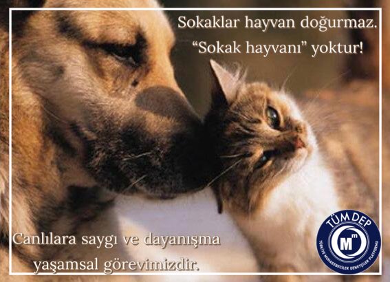 Tümdep (@tumdepd) on Twitter photo 