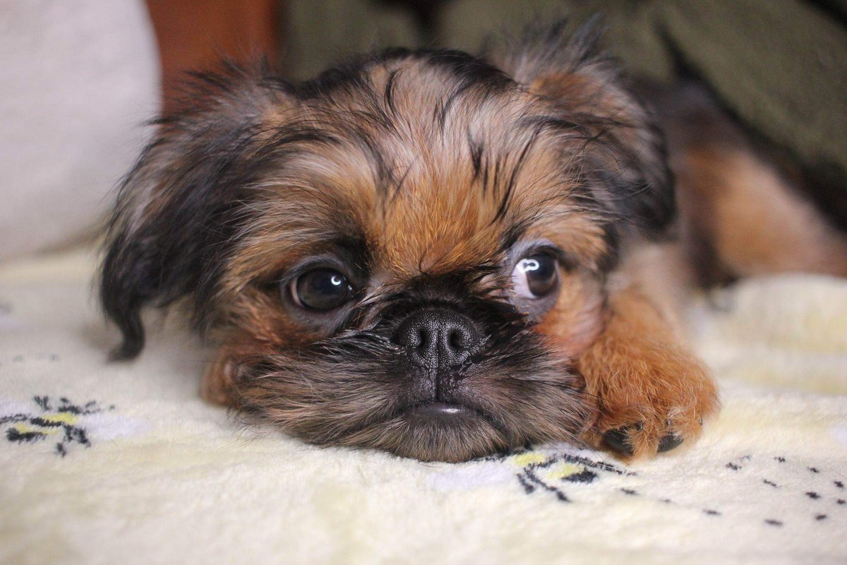 Misfitkris's tweet photo. After Kiwi our pug crossed over rainbow bridge 3 months ago,we thought it would be a long time before we considered another pup. Tears of sadness and joy. Welcome home our beautiful baby Brussels bruxellois puppies #dogsoftwitter #puppies https://t.co/KzW8anEftj