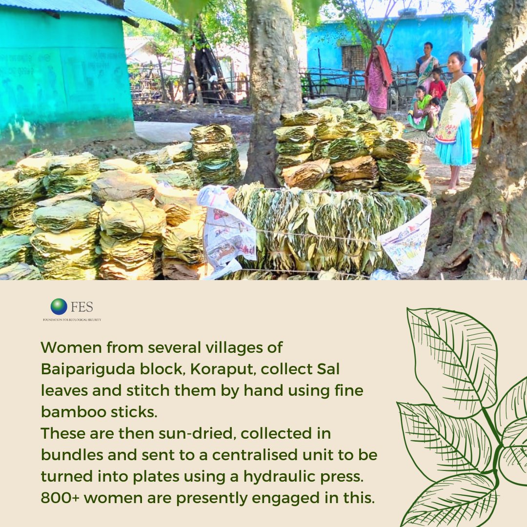 fesforcommons's tweet photo. Sharing some glimpses from Koraput where NGO SPREAD has been facilitating sustainable livelihood opportunities that are also planet friendly.
#ForestCommons #sustainable #NTFP #Livelihoo https://t.co/VaOFIl6mGI