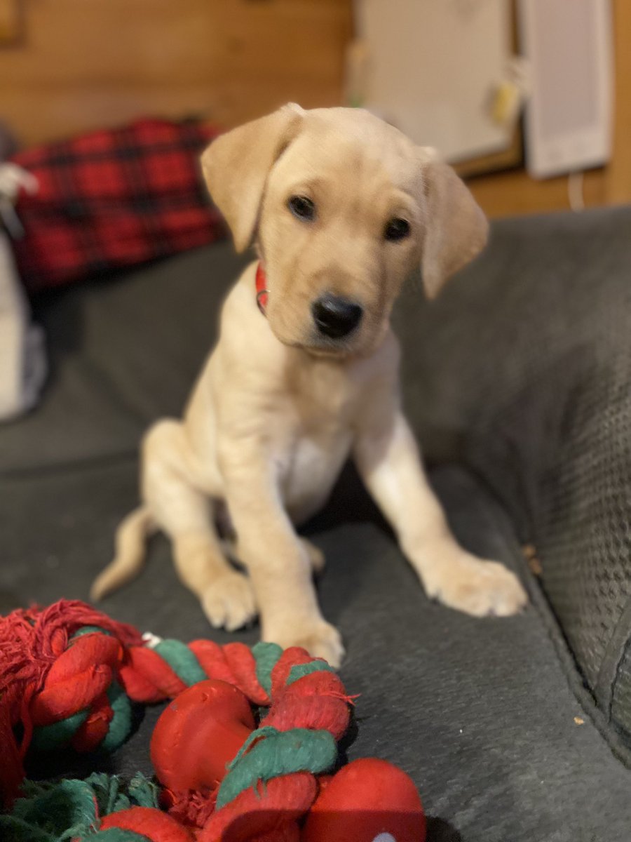 JessDarrah's tweet photo. @shiftms I just got my sweet Duke this weekend! https://t.co/uZ5NrxHFOY