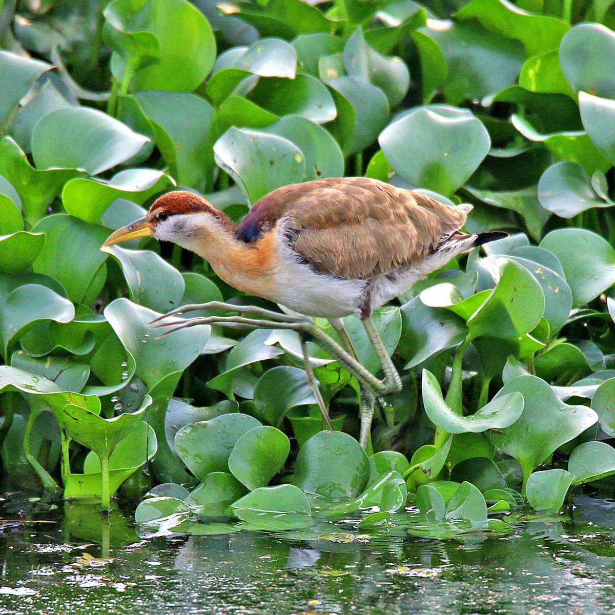 The Wild Bird Trust tweet media