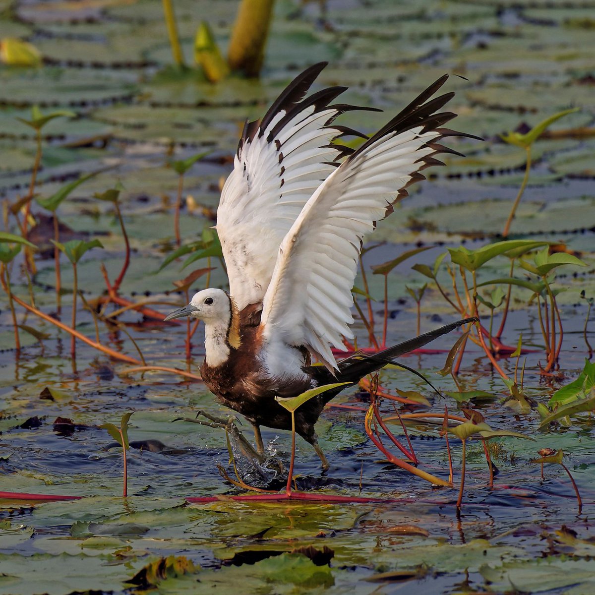 The Wild Bird Trust tweet media