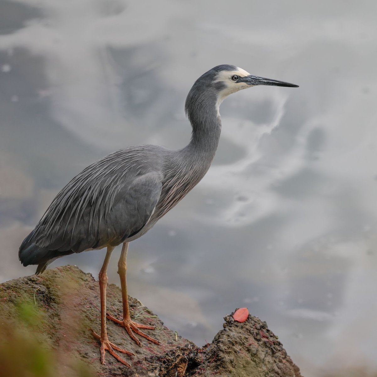 The Wild Bird Trust tweet media