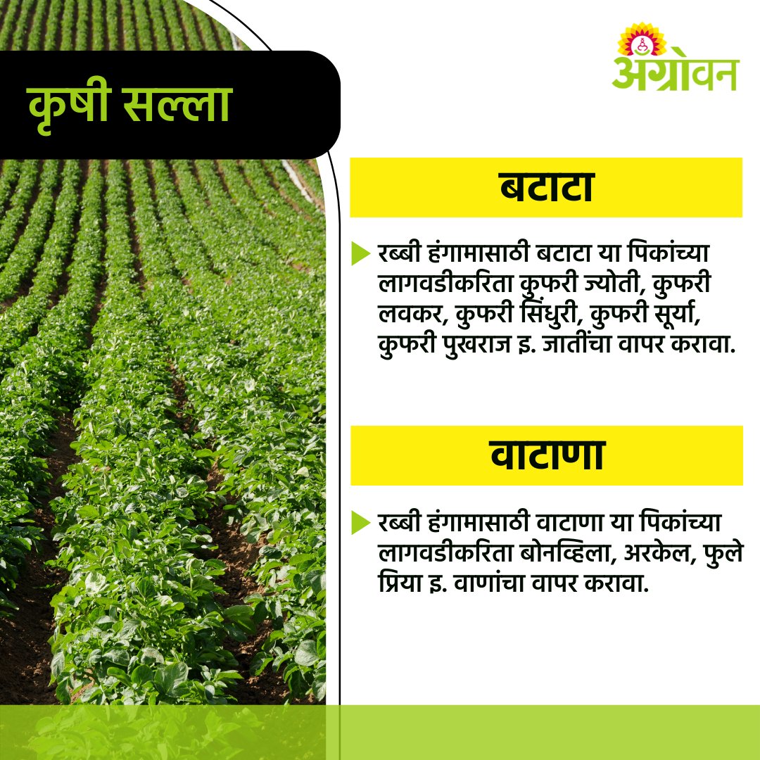 AGROWON's tweet photo. महात्मा फुले कृषी विद्यापीठानं बटाटा आणि वाटाणा पिकासाठी काही सल्ले दिले आहेत त्यानुसार या पिकाचे व्यवस्थापन पुढील प्रमाणे करावे.
#Agrowon #MPKV #CropGuide #CropAdvisory #PotatCrop #RabiSeason #saveforlater #बटाटा #वाटाणा #AgricultureGuide #ruraldevelopment #AgrowonForFarmers https://t.co/ZeIUlJRmZc