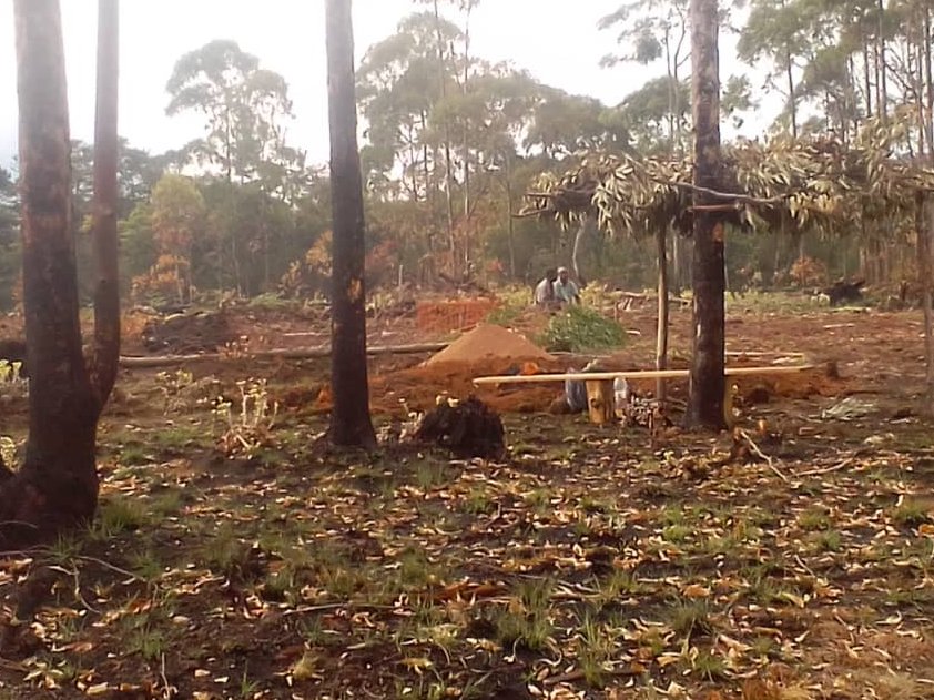 AfricanMt's tweet photo. Site clearing on Mount Mulanje in Malawi is progressing well! π#africanmountainscience https://t.co/WZKbe34CCY