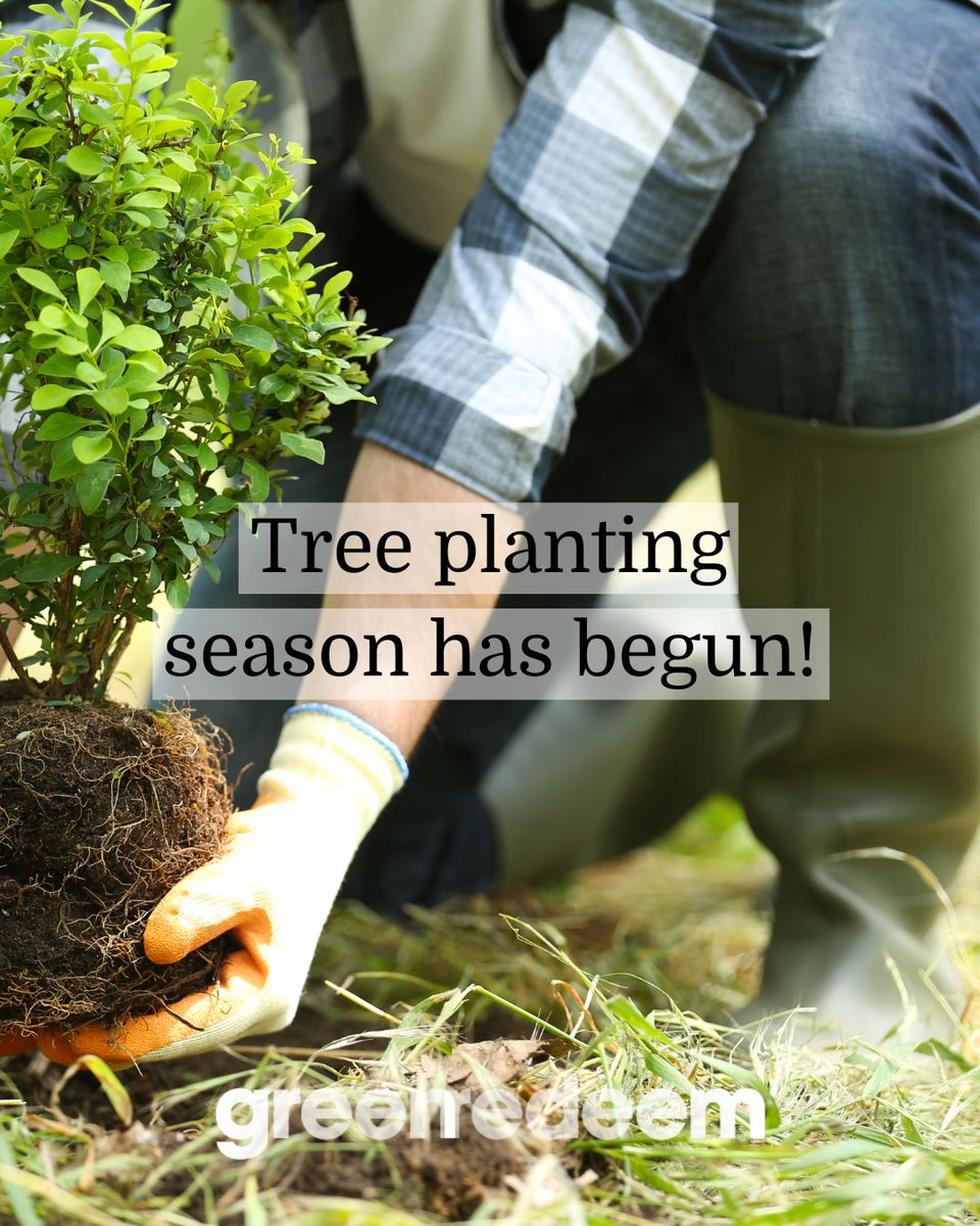 Greenredeem's tweet image. #TreePlantingSeason has begun! If you&apos;ve been waiting to plant a tree in your green space to offset your carbon footprint, now is the time 🌳#CarbonFootprint #CarbonEmissions #GlobalWarming #PlantATree #Tree