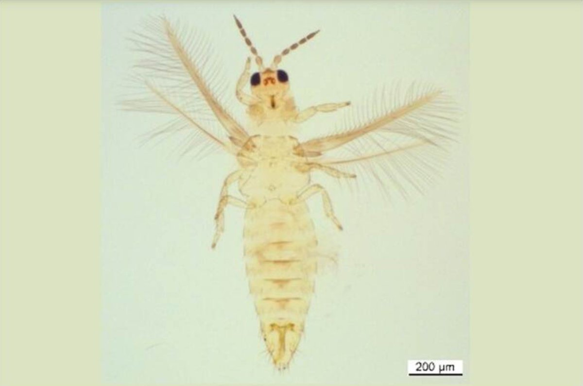 In een kas in Nederland is begin oktober de tripssoort Scirtothrips dorsalis op Podocarpus macrophyllus (grootbladige podocarpus) aangetroffen. Scirtothrips dorsalis is een insect met een Q-status in de EU. De NVWA heeft maatregelen opgelegd. bit.ly/3UdGfE8