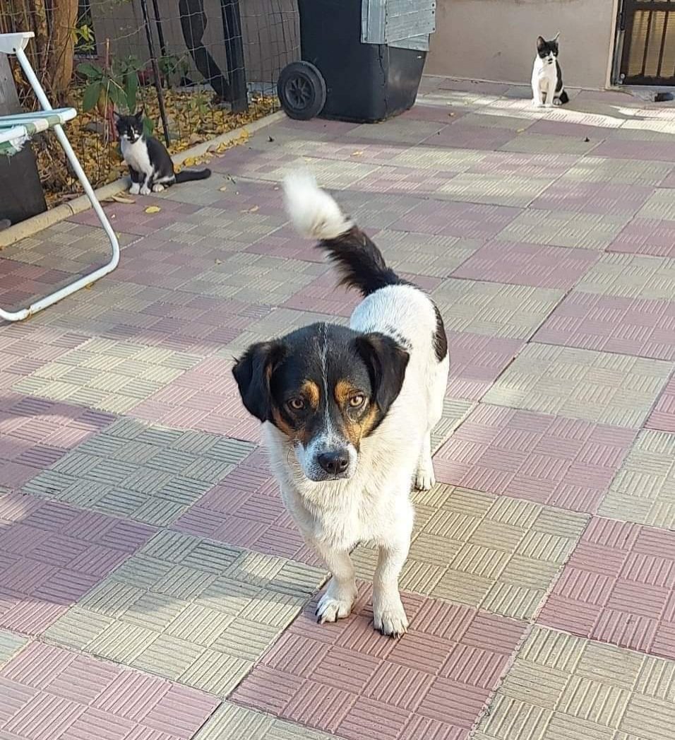 🔵🐾 #Otis 🐾🔵

Handsome Otis was found abandoned on the streets. 

He is a friendly boy of 2-3 yrs old, &amp; is small sized. He’s good with other smaller dogs, &amp; he’s awesome with #cat s 🥰

Pls retweet &amp; see: bit.ly/3Vfa3S6

#doggy #Dog #MondayMotivation #mondaythoughts