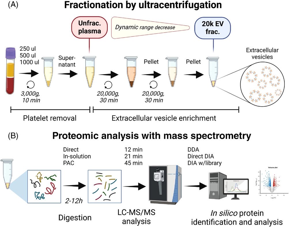JesperOlsenLab (@jesperolsenlab) on Twitter photo Check out our latest publication at Proteomics! In this long-awaited study, Anders <a href="/ahKverneland/">Anders H. Kverneland</a> et al. unlock plasma proteomics using extracellular vesicles in simple and scalable workflow. Biomarker discovery research will be deeply changed. …iencejournals.onlinelibrary.wiley.com/doi/10.1002/pm… Check out our latest publication at Proteomics! In this long-awaited study, Anders <a href="/ahKverneland/">Anders H. Kverneland</a> et al. unlock plasma proteomics using extracellular vesicles in simple and scalable workflow. Biomarker discovery research will be deeply changed. …iencejournals.onlinelibrary.wiley.com/doi/10.1002/pm…