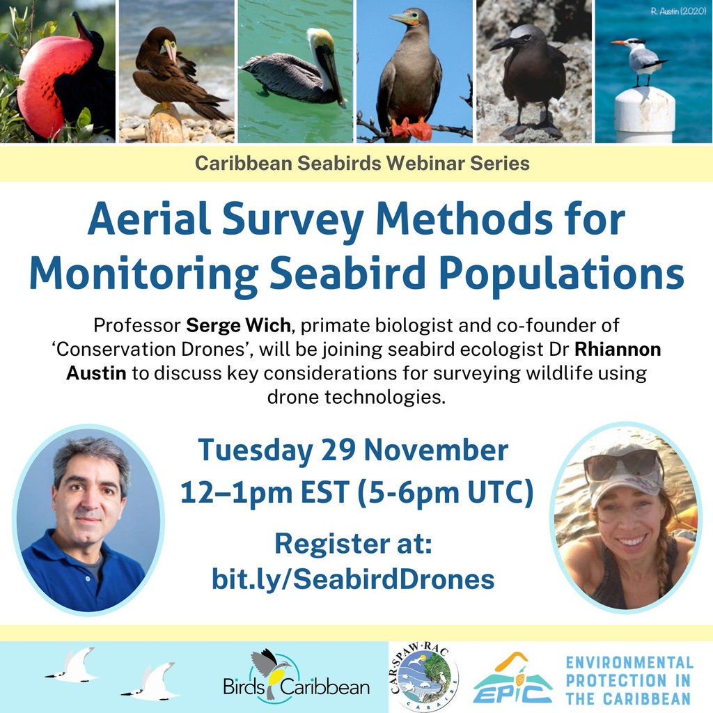 Join us tomorrow for the 5th seabird #webinar. #Drone experts Rhiannon Austin & Serge Wich will discuss the use of drones to #monitor #seabirds, other wildlife & their #habitats. 🏝 Register: bit.ly/SeabirdDrones⁠ @EPICislands @RhiAustin @SergeWich @yvansatge #CaribSeabrids