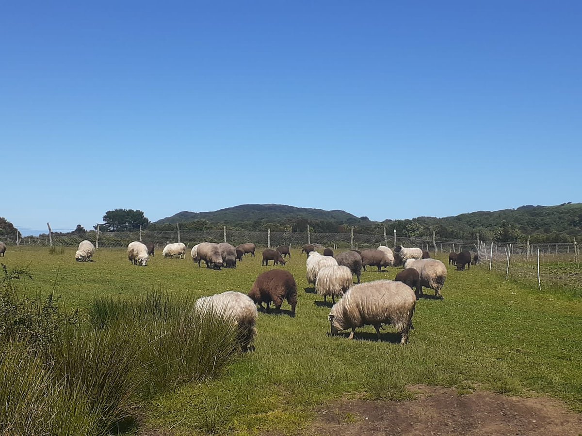 sagchile's tweet photo. En un plantel de ganado ovino, @sagchile #Ancud instaló trampas de captura de insectos (culicoides) transmisores del virus de Lengua Azul, acción de vigilancia sanitaria animal para evitar el ingreso de esta enfermedad a #Chiloé. https://t.co/pdibEpQkEk