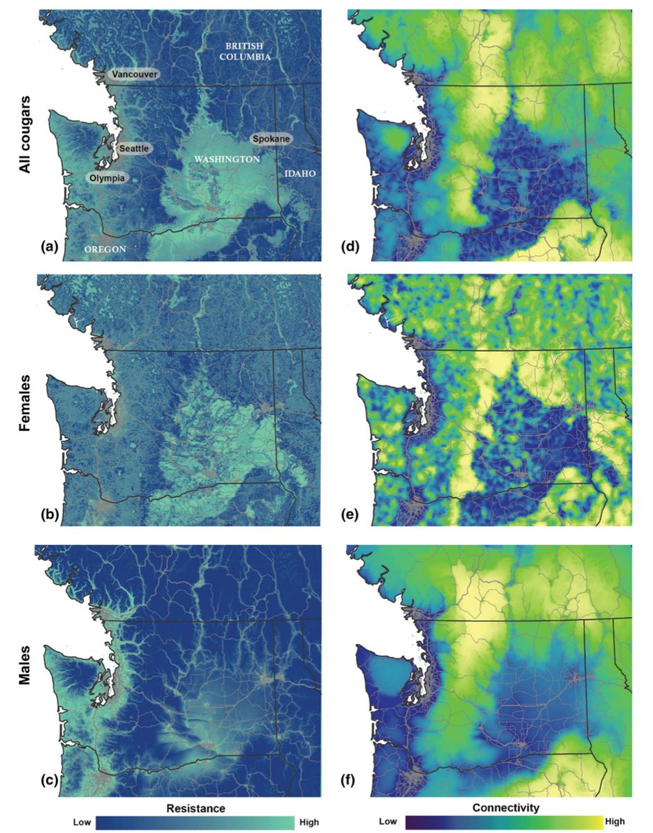 The seemingly strong effect of females in the all-cougar model indicates local breeding and gene flow have important contributions to broader landscape scale inference. Therefore, in species with different breeding window sizes, sex-specific analyses may be important.