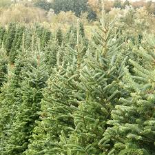 12 days to go until our Christmas Tree Fair on 10th December! It's not too late to order your premium Nordmann Tree to pick up at the event. Last orders will be on 7th December register.enthuse.com/ps/event/Chris… We can't wait to see you there!