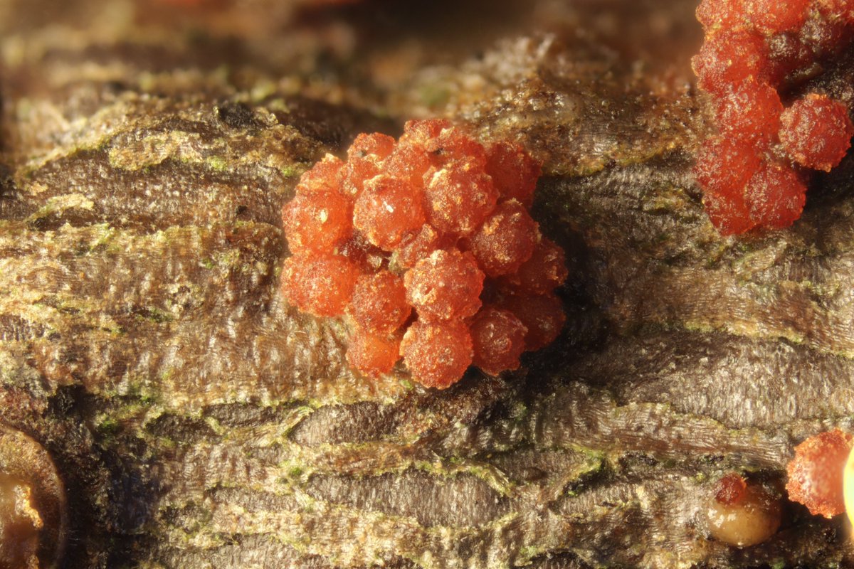 RPilze's tweet photo. Nectria cinnabarina

#Nectriacinnabarina #Nectria #ZinnoberroterPustelpilz #coralspot #Nectriecouleurdecinabre #mushroom #mushrooms #fungus #fungi #pilz #pilze #champignons #champignon #nature #natur https://t.co/mHPEQKHUWd