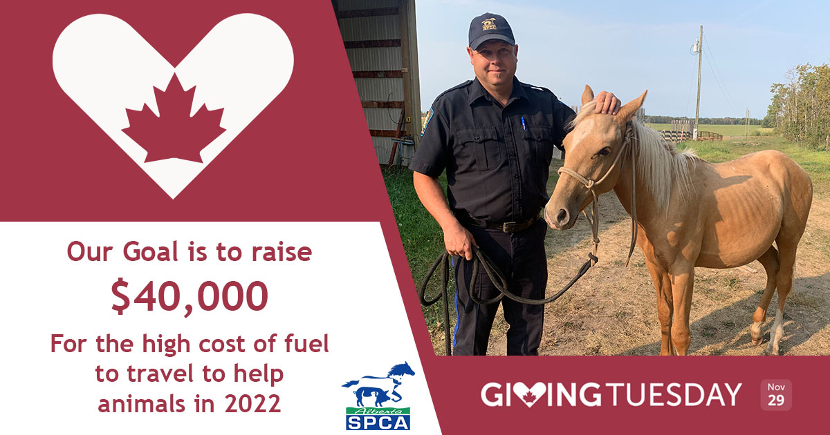 Remember Marvin? We were able to give him a chance to live his best life because of your support.

Getting to animals costs more. We're forecasting our fuel bill will jump $40,000. On #GivingTuesday2022 we're trying to pay our fuel bill.

albertaspca.org/support-us/sea…

#GivingTuesdayCA