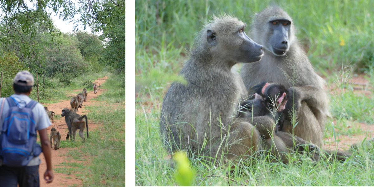 Great PhD opportunity with fieldwork in South Africa with Ann MacLarnon, @aileencmill and me: Adaptation to an anthropogenic habitat: Integrated modelling of ecological and physiological impacts on chacma baboons. iapetus2.ac.uk/studentships/a…. Deadline 6 Jan 2023. Please RT.