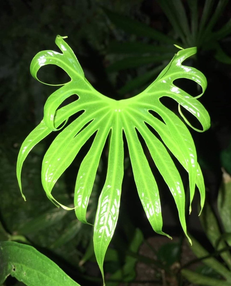 Anthurium Fingers is such a unique looking plant 🌿