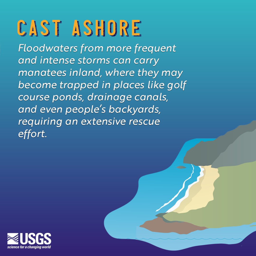 usgs_climate's tweet photo. As we near the end of #ManateeAwarenessMonth, let us fill your Monday with some manatee magic ✨ by going over five ways #ClimateChange affects the majestic sea cow. 🌊🐄

Swipe through to learn more! 

#5ClimateEffects #Manatees #ManateeMonday https://t.co/MRvSVTP8gZ
