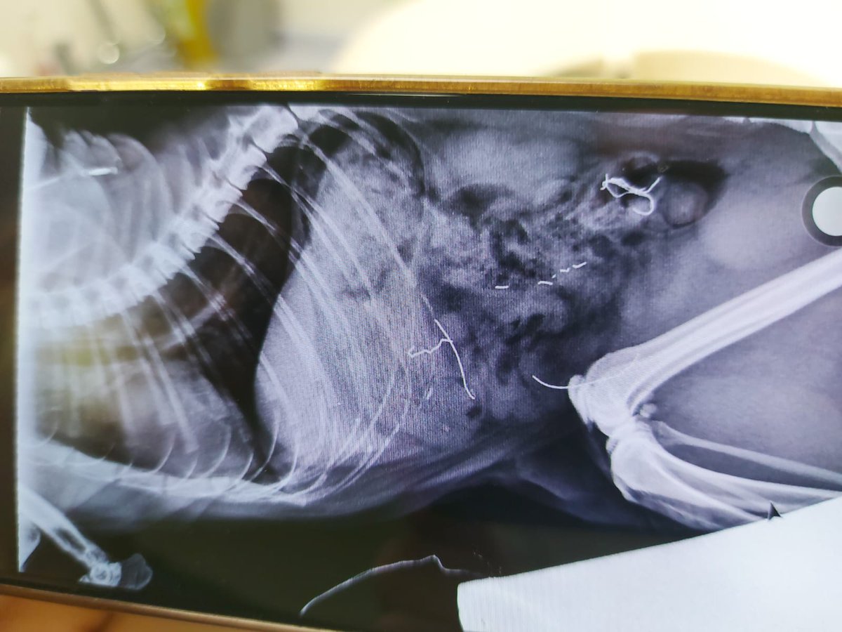 nikkigooch's tweet photo. This is an xray of chewed up wire from Christmas lights inside a cat. How was your weekend?
#sphynxcat #vetbills #hesfinebutknowshesbeennaughty https://t.co/PNV4a4Ee41