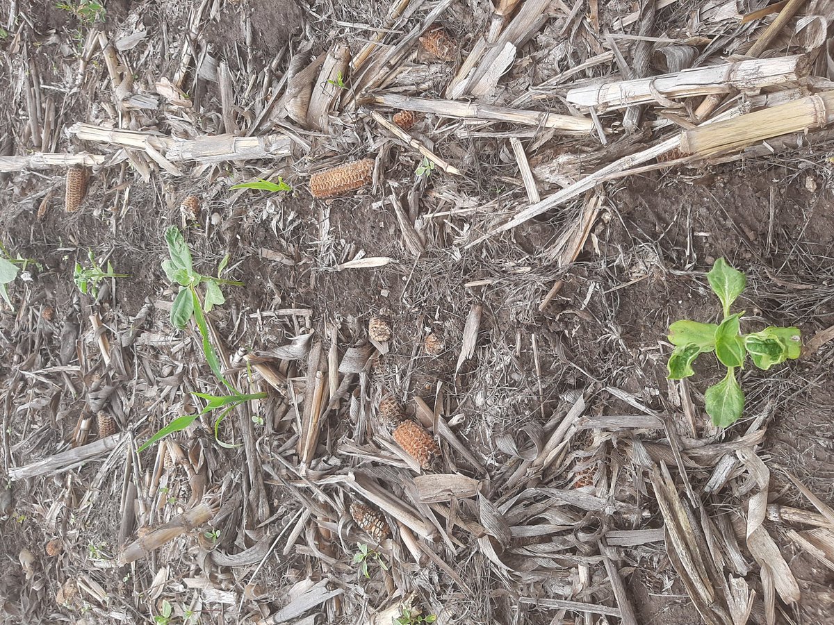 Lote con  rotación papa/mz/gira. Sobre el maiz se realizaron 2 pasadas de picloram (150+180cc/ha) para la papa guacha. El girasol acusa recibo del exceso de dosis. Carryover en año seco... cuidado.