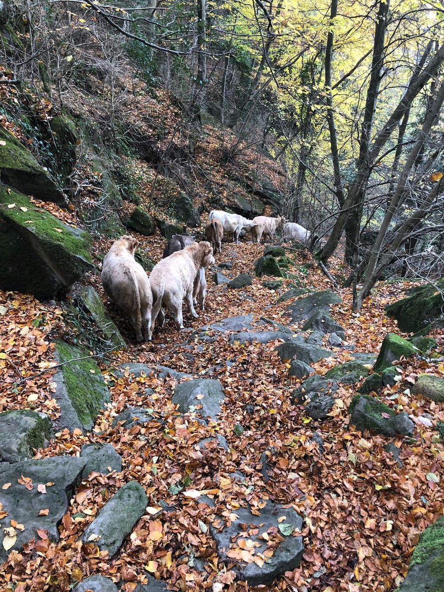 Avui hem baixat les vaques dels prats de Sta Magdalena del Mont,  pel difícil camí dels matxos fins emprius de St Privat. 
Dotze anys ja, ens dèiem bojos hahhaahaa.