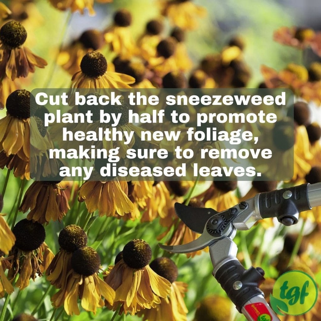 gardenerfriends's tweet image. (Tumblr ift.tt/5DXqNEH) Cut back the sneezeweed plant by half to promote healthy new foliage, making sure to remove any diseased leaves.

Buy TGF lopping shears here: amzn.to/2EgkNKK ⁠tgfproducts.com⁠
⁠
#pruning #gardeningtip #pruningtool #gardening…