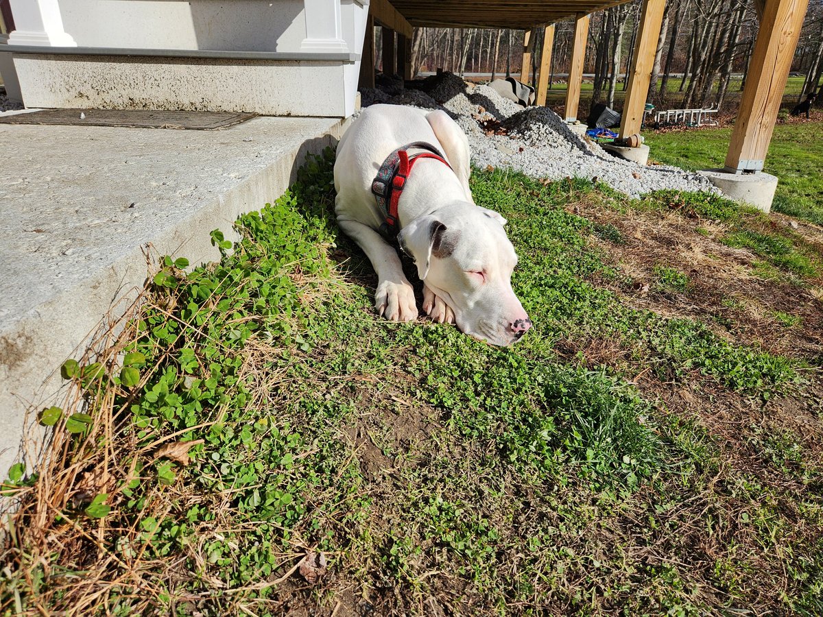 doggy_motion's tweet photo. Sarah enjoying the warm(for late November) sun today 😎 🐾☀️ #MondayMotivation #dogsoftwitter #greatdane #NaturePhotography https://t.co/mub66WfrxL