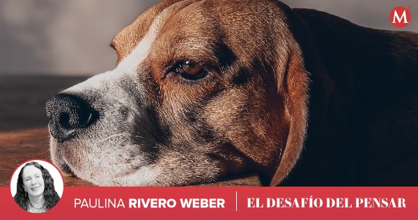 Milenio's tweet photo. #ElDesafíoDelPensar | "El silencio en torno al valor de la vida animal podría resultar curioso o inverosímil, si no fuera porque sus consecuencias son aterradoras" 🖋 Escribe @WeberRivero 

https://t.co/mHjwyHUDA9 https://t.co/jOSOxfNngx
