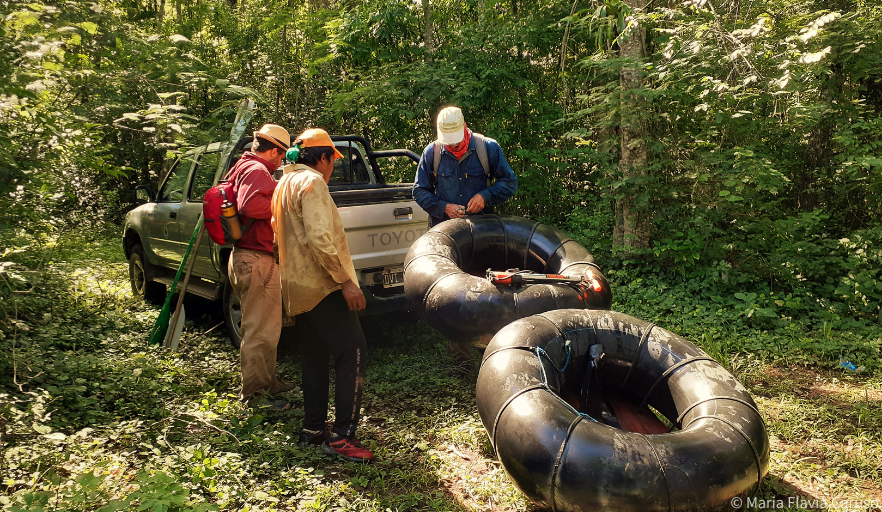 In her blog, Flavia Caruso describes the treacherous routes the field team must take to set up the camera traps whatever the weather, sometimes even having to traverse the Bermejo River using inflated inner tubes🌊

Visit the blog to see them in action!👉 bit.ly/3Vl9Q04