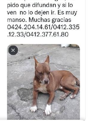 Atención Hatillo. Se busca a este perrito. Da RT para ayudar a encontrarlo