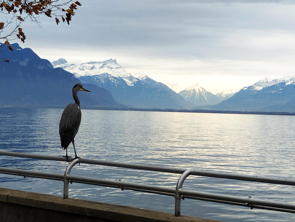 Marc Zendrini tweet media