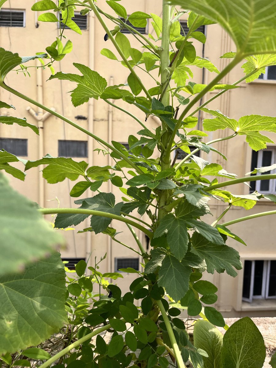 TheMagicBean4's tweet photo. Two in one. A butterfly pea vine has wrapped itself around the okra plant. Is there a battle? #localandseasonal  #organic  #terracegarden #okra #urbangarden #bluepeaflower https://t.co/OxPL3l0LJg