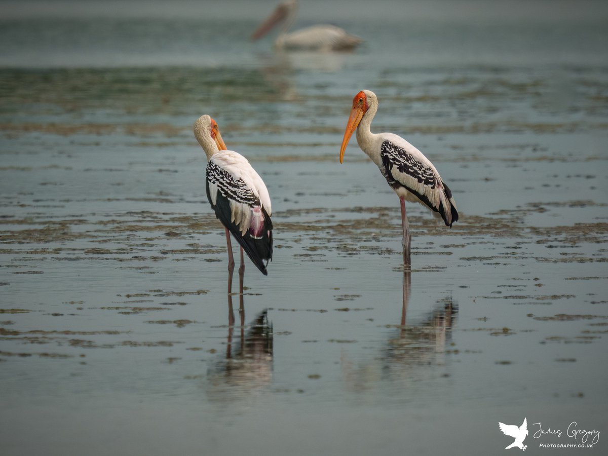 Painted Stork pair in Ban Laem Thailand 🇹🇭 #paintedstorks #thailand #SoutheastAsia #thaibirding #birdsseenin2022 #birdwatching #TwitterNatureCommunity #naturelovers #BBCWildlifePOTD @SonyAlphaShots