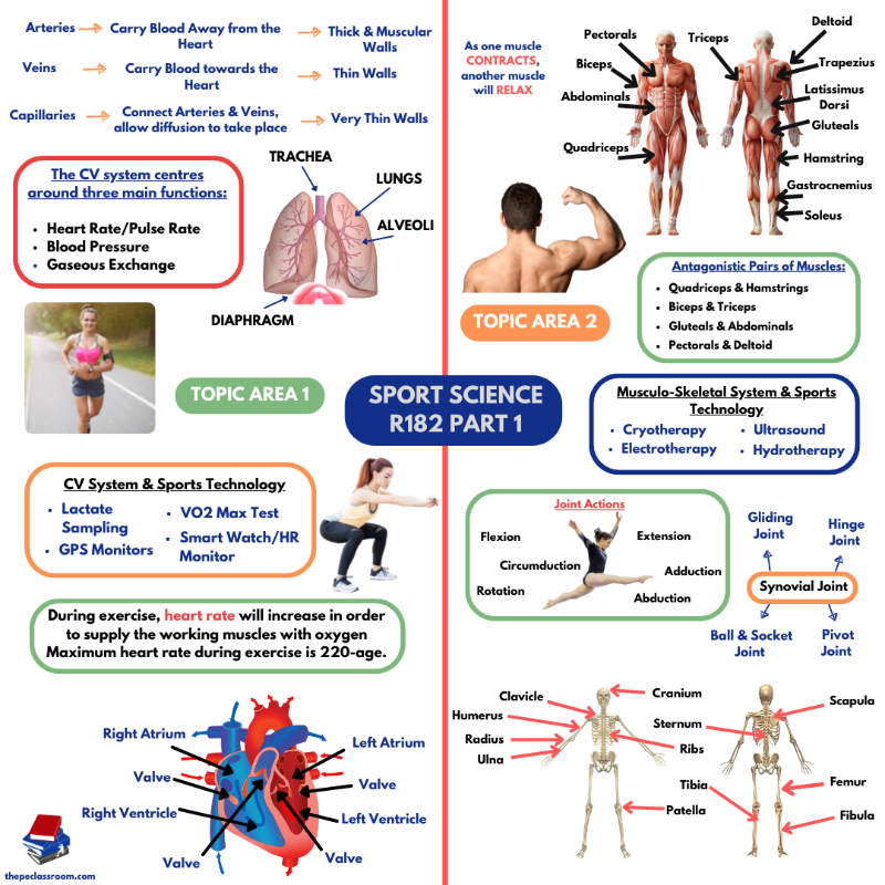 peclassroom's tweet photo. PE Teachers - Click below for free Cheat Sheets for GCSE, BTEC and CNATs!