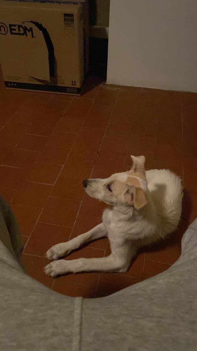 JaviHuercano's tweet photo. Hola! Esta pequeña de unos 5 MESES busca hogar urgentemente. Rescatada llena de bichitos y muy delgada. Ahora desparasitada externa e internamente, no tiene chip. Cruce de podenco, ronda los 8kg y es súper cariñosa y algo miedosa. Difusión por favor, NECESITA UN HOGAR! https://t.co/OYE5Pc8W5I
