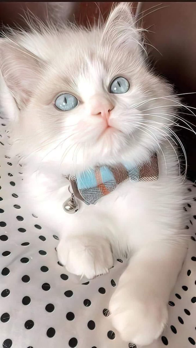 Souad Fouad tweet media