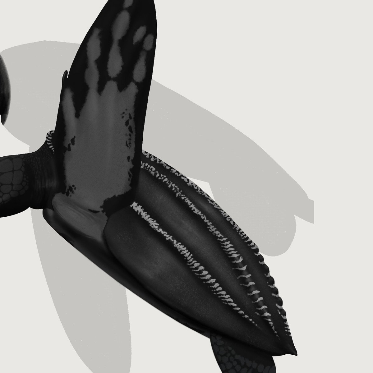 paleoii's tweet photo. #protostega and #archelon https://t.co/Yx4UU0kGGG