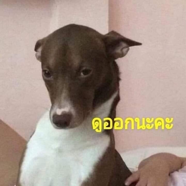 มายเดย์ tweet media