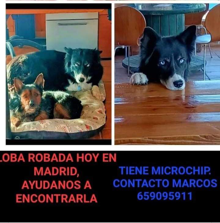 nefertere8's tweet photo. Fue robada ella y un coche en su terreno y casa,desde agosto q se la llevaron no tienen pista alguna.
Esta castrada. La robaron en Montecarmelo,pero el coche q robaron apareció en San Fernando de Henares/Vicálvaro.
Por favor vamos a difundir a tope su familia no para de buscarla. https://t.co/hxtEB4Fmkd