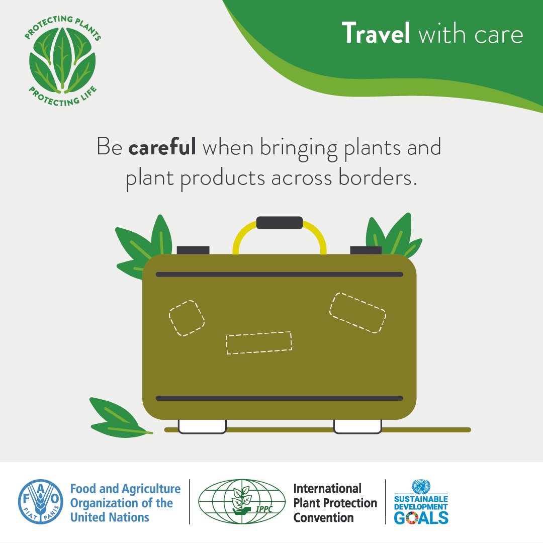 🤔 Travelling abroad? ✈️ 

Plant pest can travel too! 🦗🦗  

#DYK that introducing pests to new areas can be devastating for the local environment?  

Don't risk it - don't bring plants or plant products on your travels. 🌱✈️ 

#PlantHealth #Dontriskit