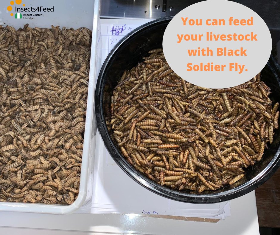 Black soldier fly larvae are good #feed source for #livestock as contain up to 50% of high-quality #protein, as well as #vitamins, fats, &amp; amino acids.   They contribute to better gut #health &amp; therefore reduce reliance on #antibiotics. 

They make for happier, more active hens.