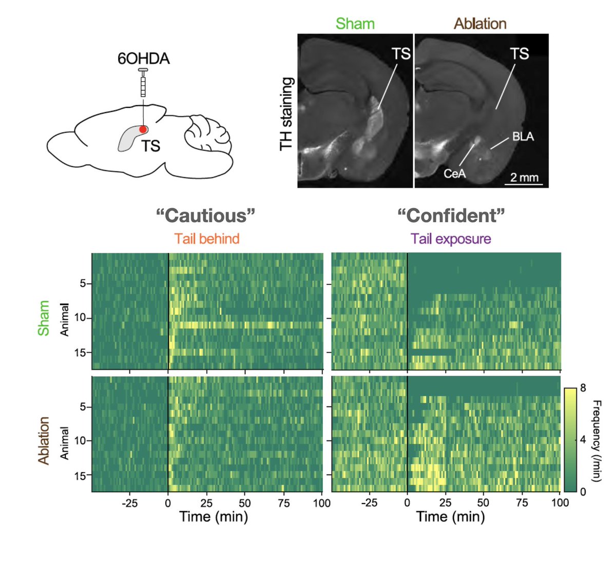 Strong DA transients in tail of striatum during first interaction w/ unknown object predict avoidance, while 6OHDA ablation boots confidence. Another elegant, thought-provoking paper by @naoshigeuchida How do individual diff. arise, what downstram mech?    doi.org/10.1016/j.neur…