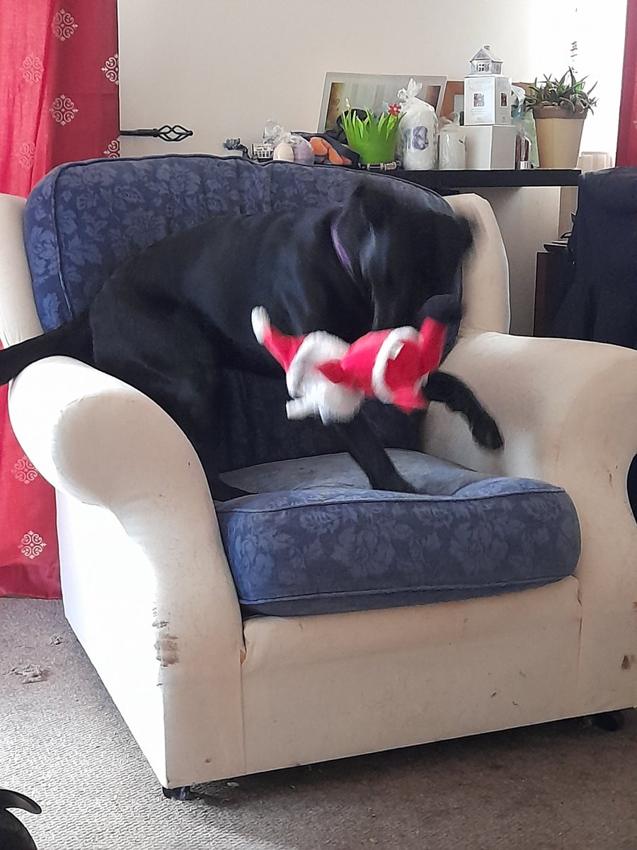 jettermelon's tweet photo. I still don't understand Christmas, but I LOVE Santa!! Showoff said he will give me presents every year? https://t.co/z3yVzIlV4j