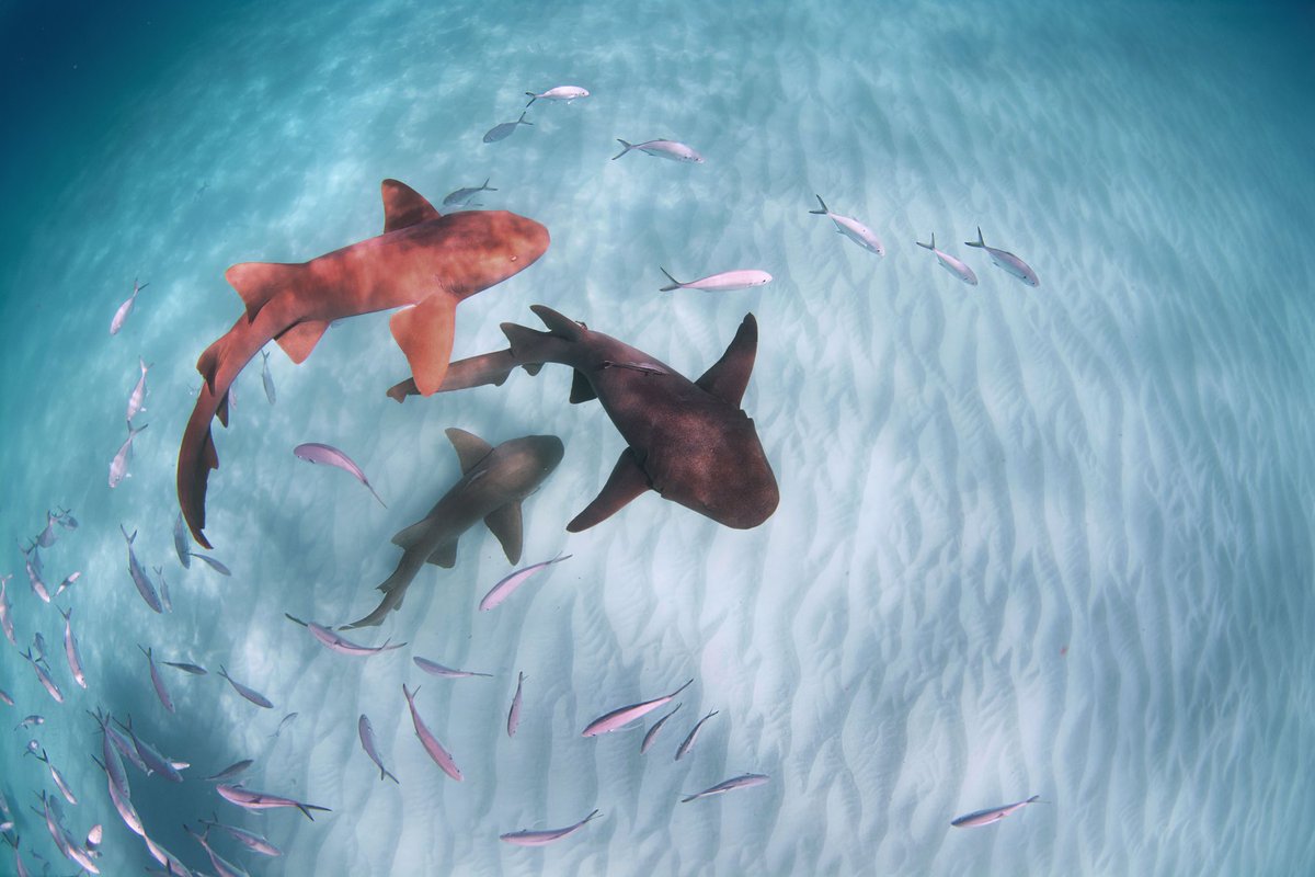 Shopping for #CyberMonday ? Did you know that you can help us by shopping on #AmazonSmile ? The products and prices are the same as #Amazon but when you log in you select a non-profit (Saving the Blue) and Amazon donates a percentage to us 💙
📸: <a href="/annieguttridge/">Annie Guttridge</a> 
#shark #sharks