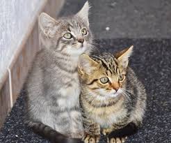 "No home is complete without the pitter patter of kitty feet.''