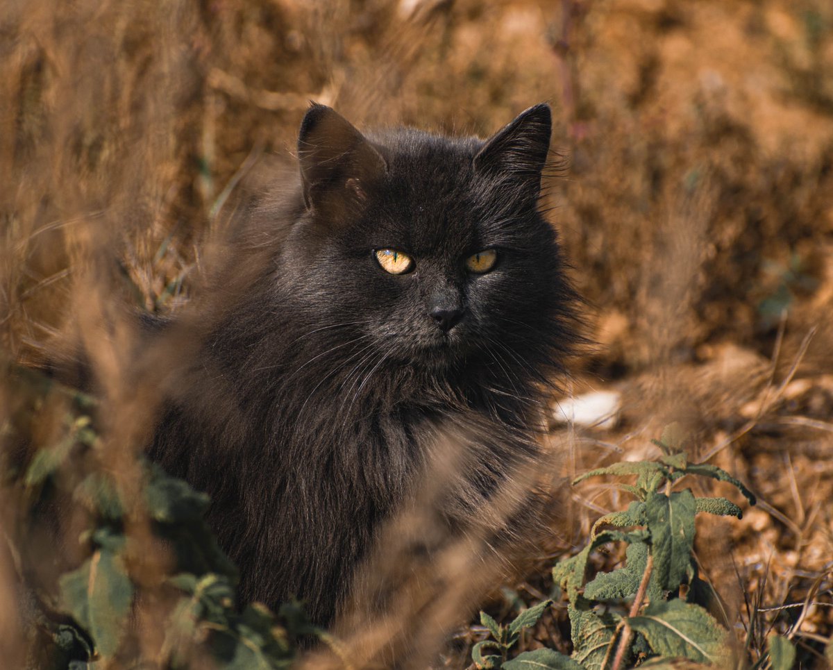 #маче 🖤 #маченаденот #понеделник