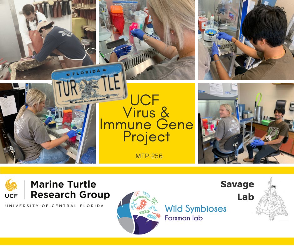 erin_seney's tweet image. #Seaturtle science isn’t just outside! The #UCFTurtleLab, including PhD student @KaptainRose, is working w/ @savagevolution &amp;amp; @TreeSwallows to examine links among herpesvirus, turtle genetics, &amp;amp; tumors (FP). @sydneymortonx &amp;amp; undergrad Pranav have been busy extracting kidney DNA.