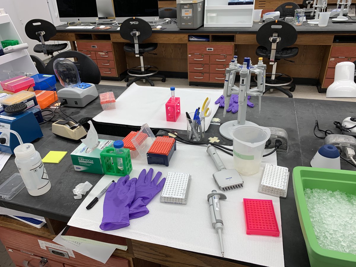 erin_seney's tweet photo. The DNA will be used to determine chelonian herpesvirus infection rates & viral loads + identify turtle immune genes (MHC I & II). The project is supported by the #SeaTurtleGrantsProgram, which is funded w/ proceeds from the sale of the Florida #SeaTurtleLicensePlate. https://t.co/8bIE4pVUVm