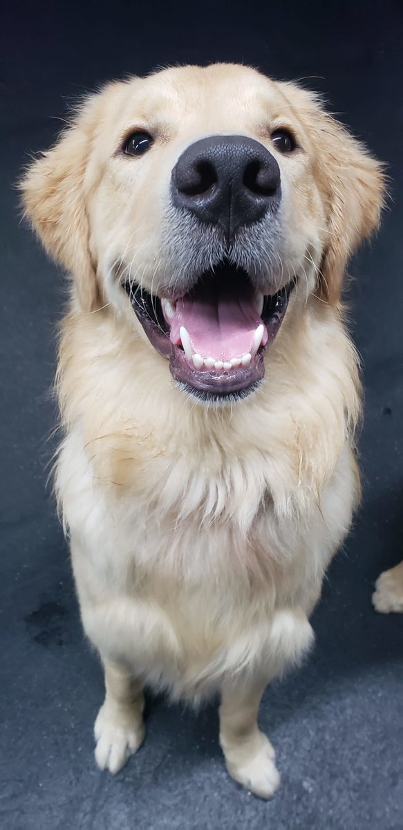 CBPhilly's tweet image. Mango here not only has the cutest smile in all of Philly, but Mango also has a reminder for everyone!🥰 

Don't forget that we are having our Open House Event on December 10, 2022 from 12PM - 4PM!! All the staff will be there, so you can talk to us about anything and everything